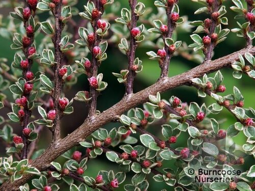 COTONEASTER horizontalis 'Variegatus' 