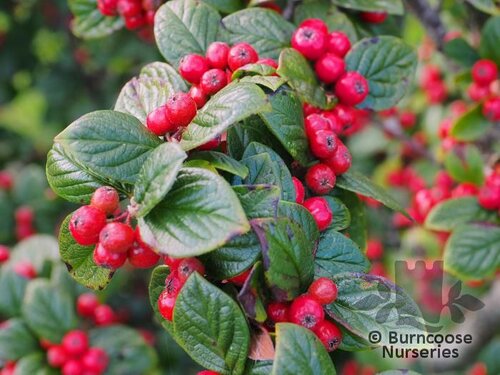 COTONEASTER hualiensis  