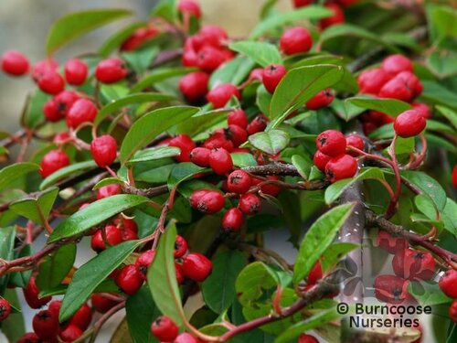 COTONEASTER Hybridus Pendulus  