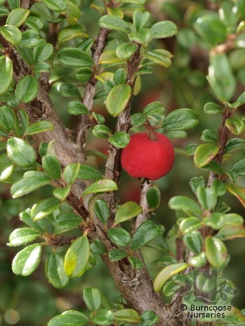 COTONEASTER microphyllus  