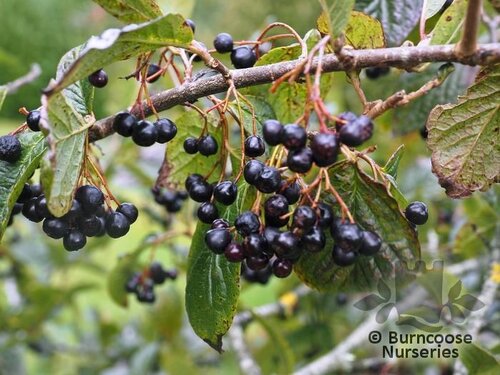 COTONEASTER moupinensis  