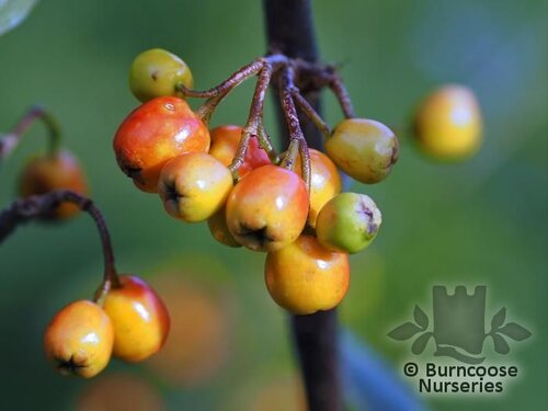 COTONEASTER thimphuensis  