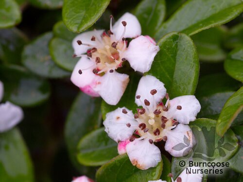 COTONEASTER   