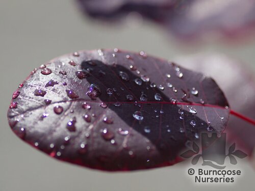 COTINUS coggygria 'Royal Purple' 