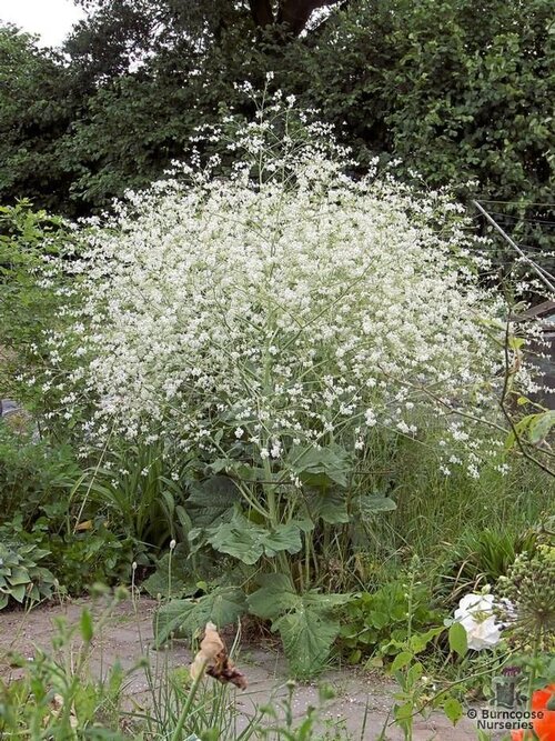 CRAMBE   