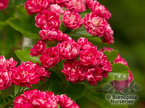 CRATAEGUS laevigata 'Paul's Scarlet' 