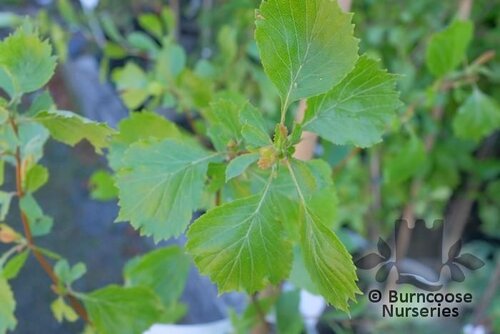 CRATAEGUS alabamensis var. florens 