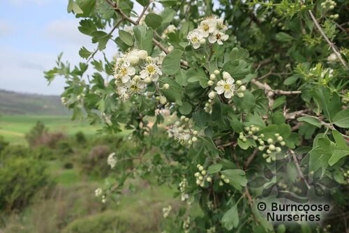 CRATAEGUS azarolus 'Geraki' 