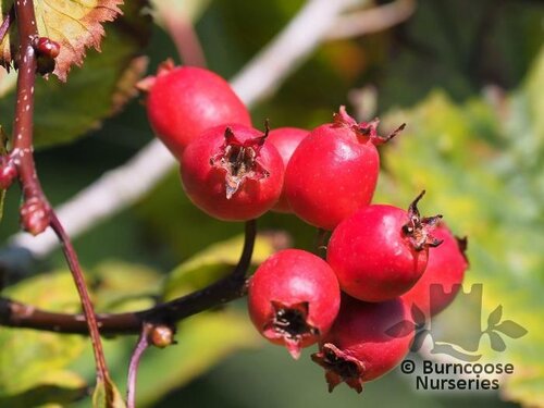 CRATAEGUS ellwangeriana 'Fire Ball' 