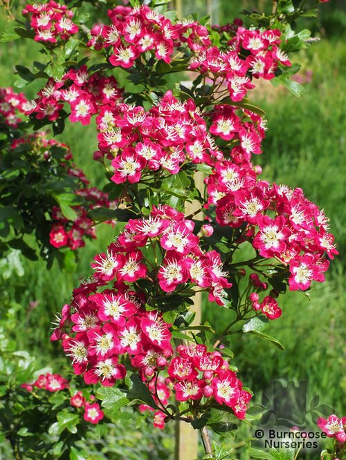 CRATAEGUS laevigata 'Crimson Cloud' 