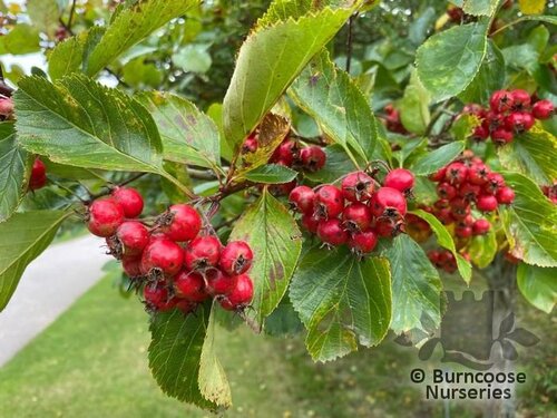 CRATAEGUS persimilis 'Prunifolia'  