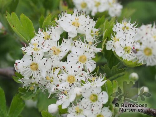 CRATAEGUS schraderiana  