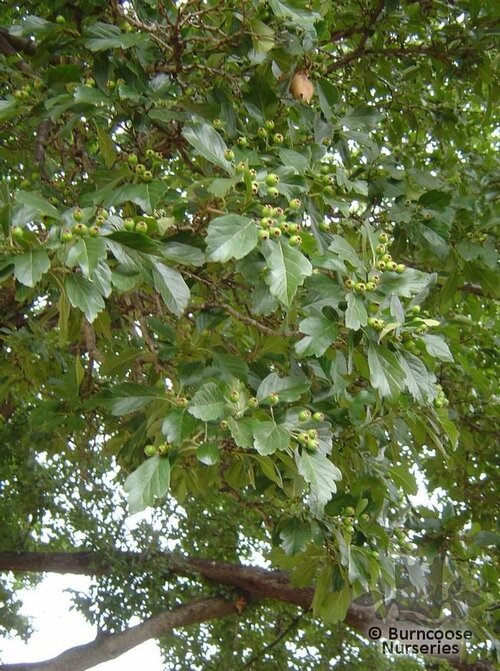 CRATAEGUS   