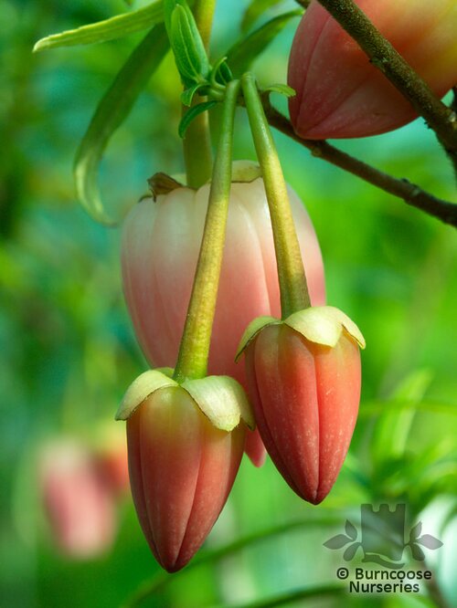 CRINODENDRON hookerianum 'Ada Hoffman' 