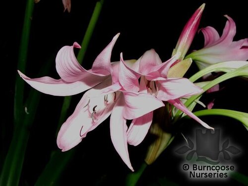 CRINUM   