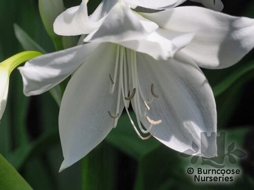 CRINUM moorei f.album 