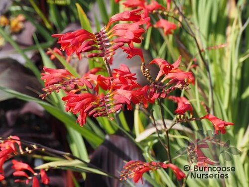CROCOSMIA 'Emberglow'  