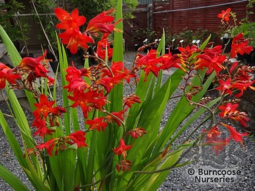 CROCOSMIA   
