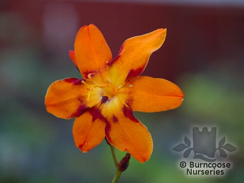 CROCOSMIA 'Emily Mackenzie'  