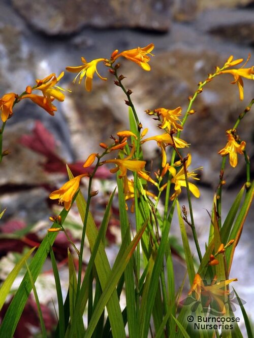 CROCOSMIA 'George Davison'  
