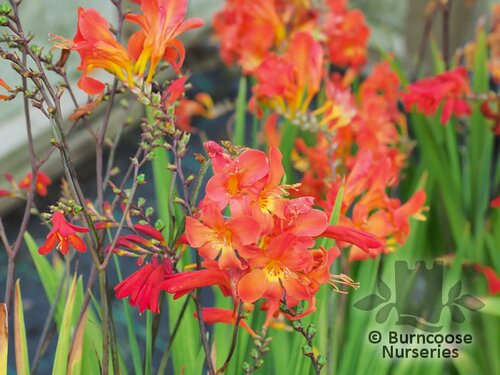 CROCOSMIA 'Limpopo'  