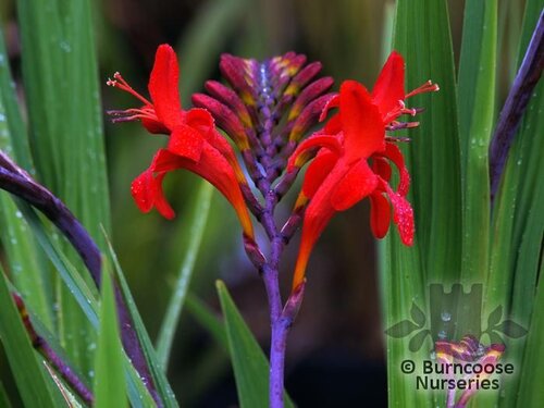 CROCOSMIA 'Lucifer'  