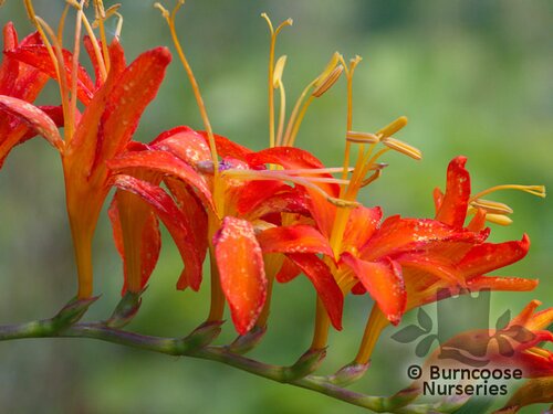 CROCOSMIA masoniorum  