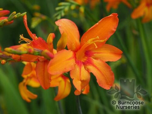 CROCOSMIA 'Okavango'  