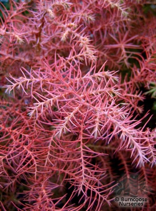 CRYPTOMERIA   