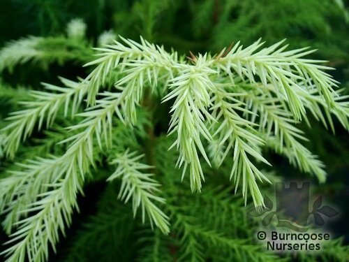 CRYPTOMERIA japonica 'Sekkan Sugi' 