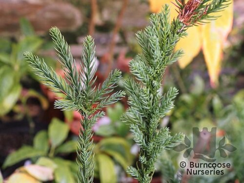 CRYPTOMERIA japonica 'Araucarioides' 