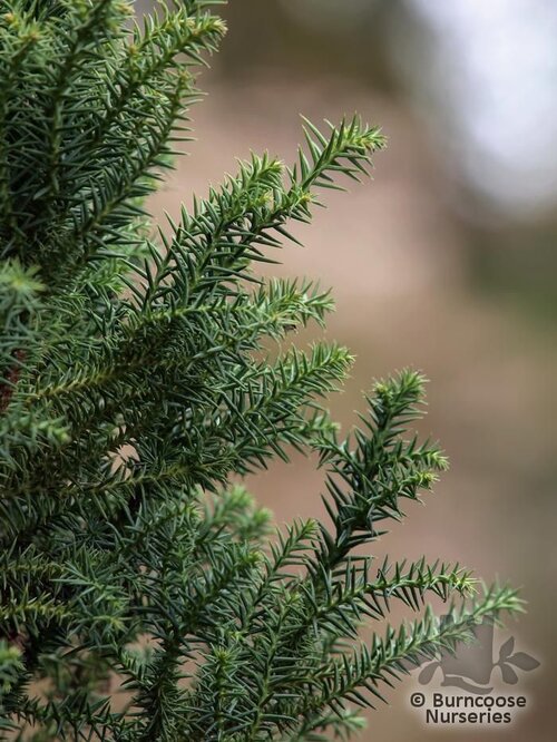 CRYPTOMERIA japonica 'Golden Promise' 