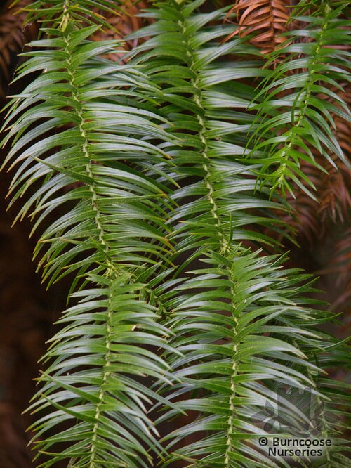 CUNNINGHAMIA   