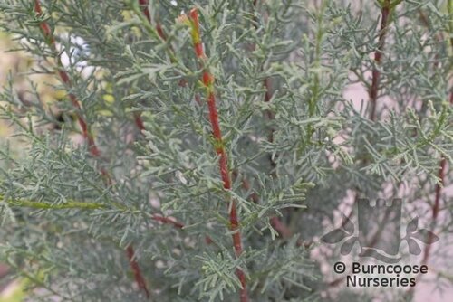 CUPRESSUS arizonica 'Fastigiata' 