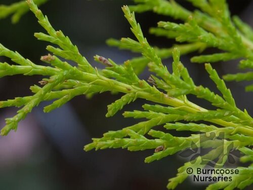 CUPRESSUS macrocarpa 'Goldcrest' 