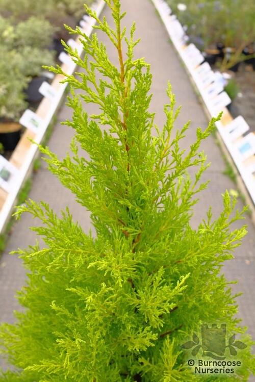 CUPRESSUS macrocarpa 'Wilma' 