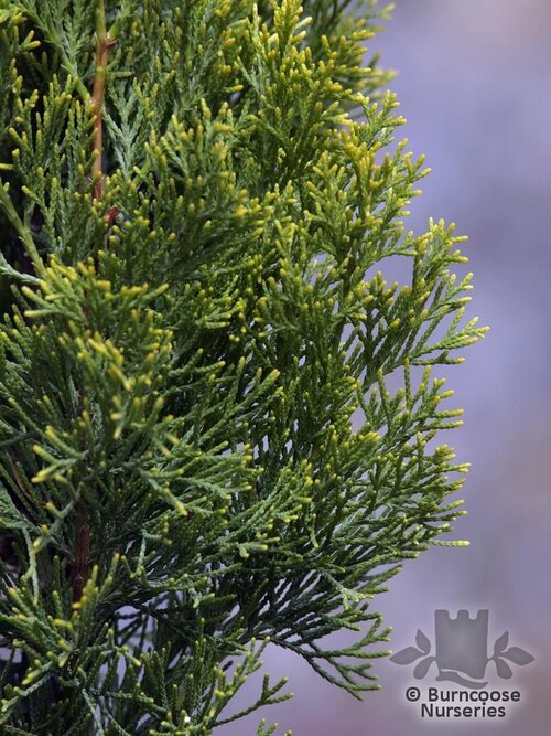 CUPRESSUS   