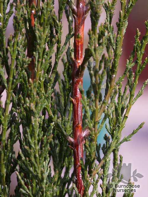 CUPRESSUS sempervirens 'Stricta' 