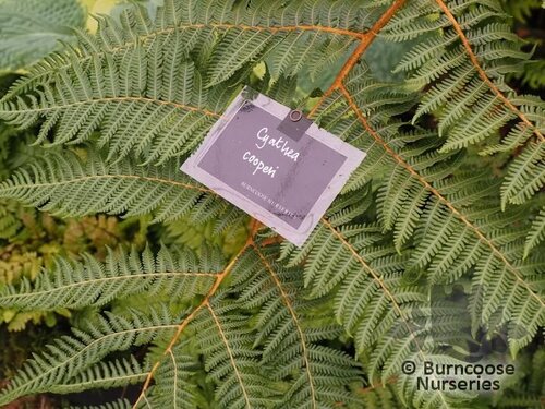 CYATHEA cooperi  