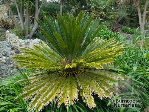 CYCAS   