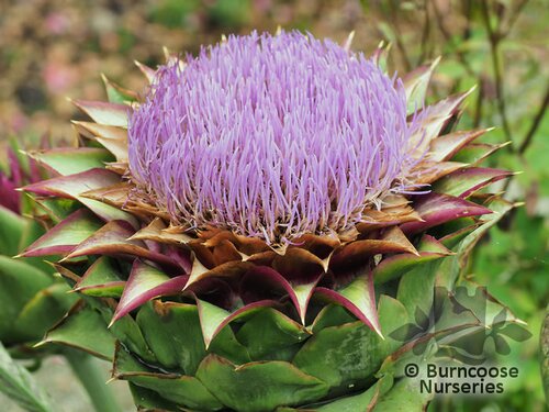 CYNARA cardunculus  