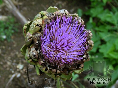 CYNARA scolymus  