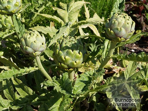 CYNARA   