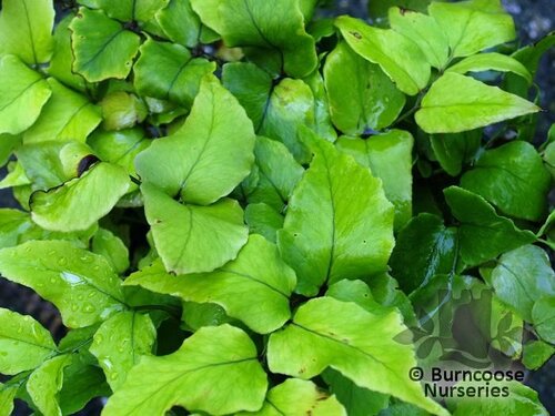 HARDY FERNS Cyrtomium fortunei 