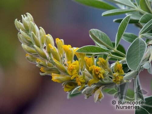 ARGYROCYTISUS   