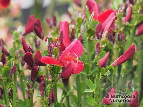 CYTISUS x boskoopii 'Boskoop Ruby' 