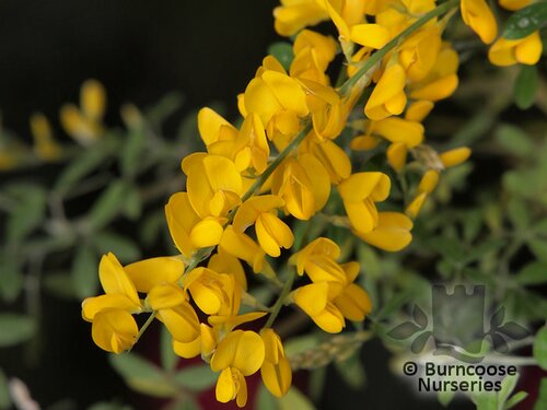 CYTISUS 'Porlock'  