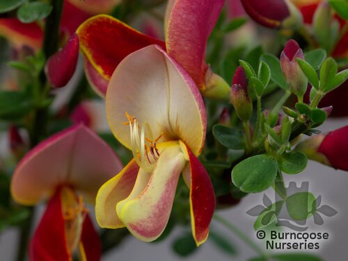 CYTISUS scoparius 'Andreanus' 