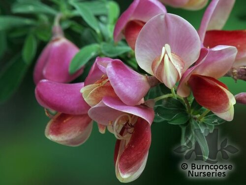CYTISUS scoparius 'Burkwoodii' 