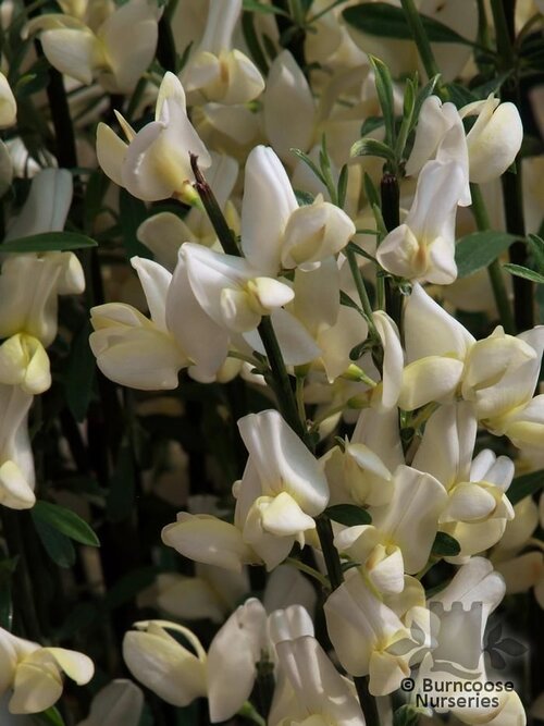 CYTISUS x praecox  